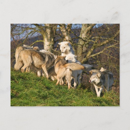 Canadian Timber Wolf Postcard Postkarte (Vorderseite)