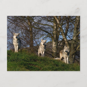 Canadian Timber Wolf Postcard Postkarte