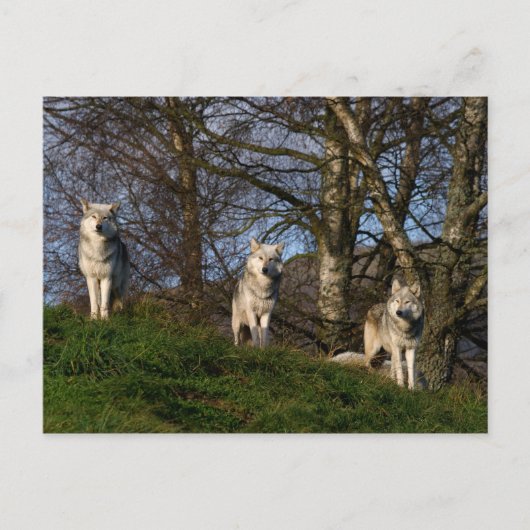 Canadian Timber Wolf Postcard Postkarte (Vorderseite)
