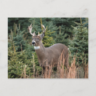 Canadian White Schwanz Deer Postcard Postkarte