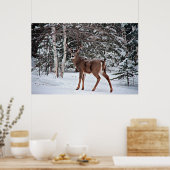 Canadian Whitetail Buck Poster (Küche)