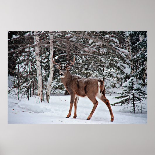 Canadian Whitetail Buck Poster (Vorne)