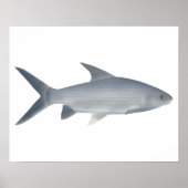 Canara Barb Poster (Vorne)