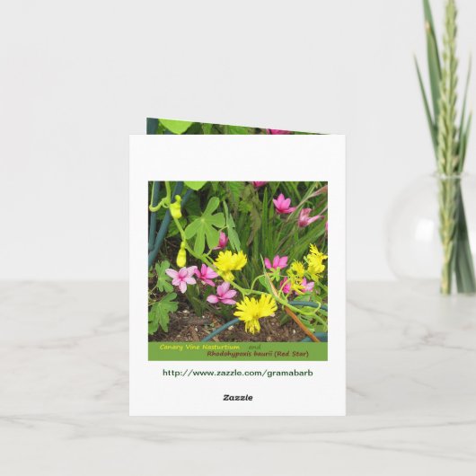 Canary & RedStar Note Card Karte (Rückseite)