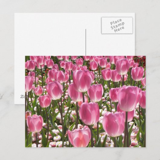 Canberra Tulips Postkarte (Vorne/Hinten)