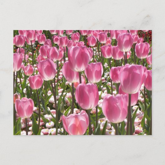 Canberra Tulips Postkarte (Vorderseite)