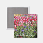 Canberra-Tulpen-Magnet Magnet (Vorderseite/Rückseite)