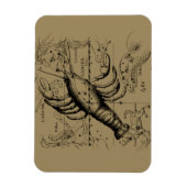 Cancer Zodiac Constellation by Hevelius 1690 Magnet (Vertikal)
