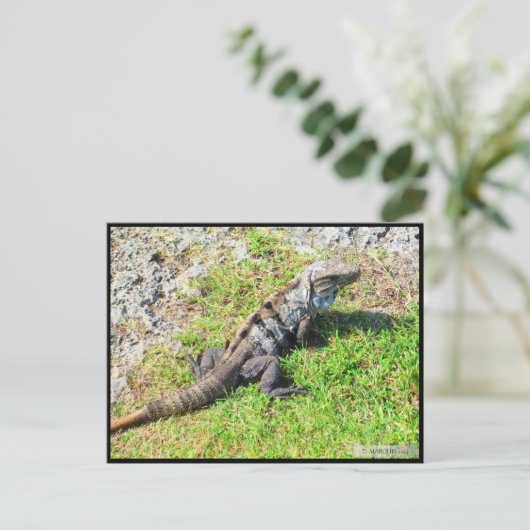 CANCUN #16 POSTCARD POSTKARTE (Stehend Vorderseite)