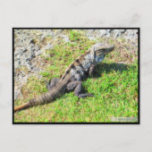 CANCUN #16 POSTCARD POSTKARTE (Vorderseite)