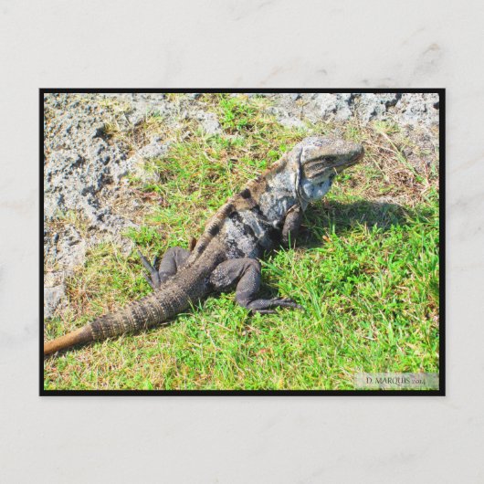 CANCUN #16 POSTCARD POSTKARTE (Vorderseite)