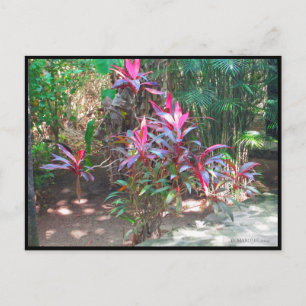 CANCUN #17 POSTCARD POSTKARTE