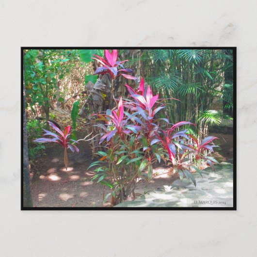 CANCUN #17 POSTCARD POSTKARTE (Vorderseite)