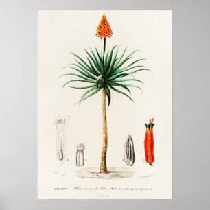 Candelabra-Aloe (Aloe fruticosa) Poster