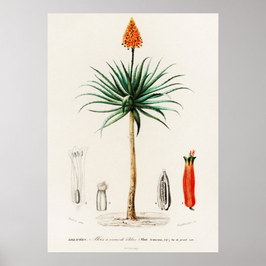Candelabra aloe (Aloe fruticosa) Poster (Vorne)