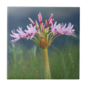 Candelabra-Blume (Brunsvigia Radulosa), Umgeni Fliese