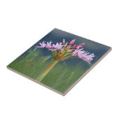 Candelabra-Blume (Brunsvigia Radulosa), Umgeni Fliese (Seite)