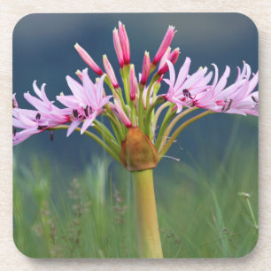 Candelabra-Blume (Brunsvigia Radulosa), Umgeni Getränkeuntersetzer