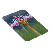 Candelabra-Blume (Brunsvigia Radulosa), Umgeni Magnet (Rechte Seite)