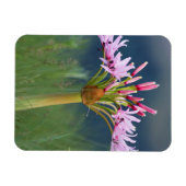 Candelabra-Blume (Brunsvigia Radulosa), Umgeni Magnet (Horizontal)