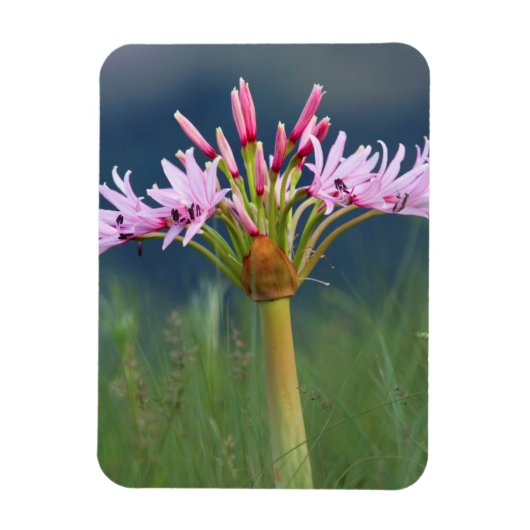 Candelabra-Blume (Brunsvigia Radulosa), Umgeni Magnet (Vertikal)