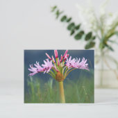 Candelabra-Blume (Brunsvigia Radulosa), Umgeni Postkarte (Stehend Vorderseite)