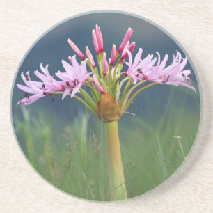 Candelabra-Blume (Brunsvigia Radulosa), Umgeni Untersetzer