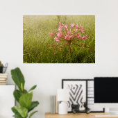 Candelabra Flower (Brunsvigia Radulosa) Poster (Heimbüro)