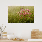 Candelabra Flower (Brunsvigia Radulosa) Poster (Küche)