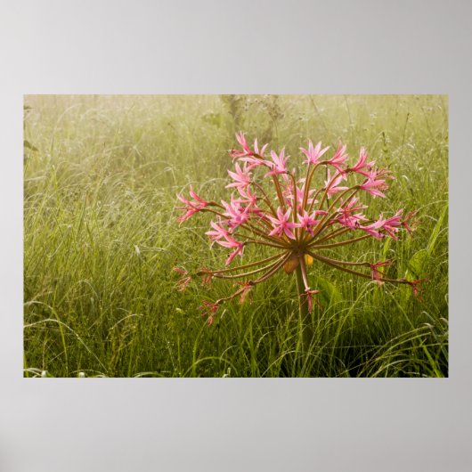 Candelabra Flower (Brunsvigia Radulosa) Poster (Vorne)