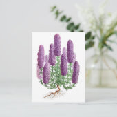 Candelabra-Flower Larkspur Postkarte (Stehend Vorderseite)