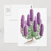 Candelabra-Flower Larkspur Postkarte (Vorne/Hinten)