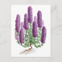 Candelabra-Flower Larkspur