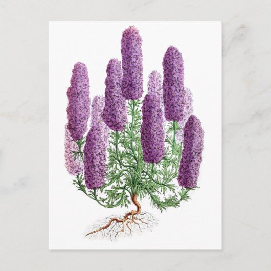 Candelabra-Flower Larkspur Postkarte (Vorderseite)
