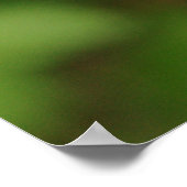 Candelabra Primula Poster (Ecke)