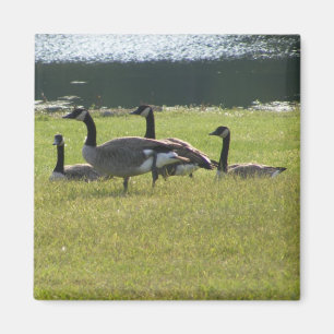 Candian Gans-Magnet Magnet