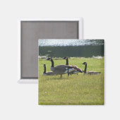 Candian Geese Magnet (Vorderseite/Rückseite)