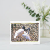 Candid Crane Postcard Postkarte (Stehend Vorderseite)