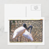 Candid Crane Postcard Postkarte (Vorne/Hinten)