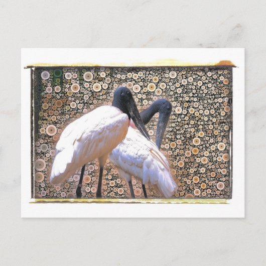 Candid Crane Postcard Postkarte (Vorderseite)