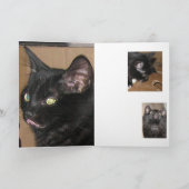 Candid Kittens Greeting Karte (Innenseite)