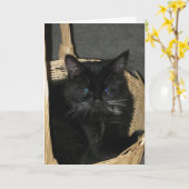 Candid Kittens Greeting Karte (Gelbe Blume)