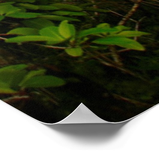 Candle Tree (Dracaena Concina), Ile Aux Poster (Ecke)