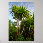 Candle Tree (Dracaena Concina), Ile Aux Poster (Vorne)