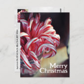 Candy Cane, Jingle Bells, Christmas Candy Holiday Postkarte (Vorne/Hinten)