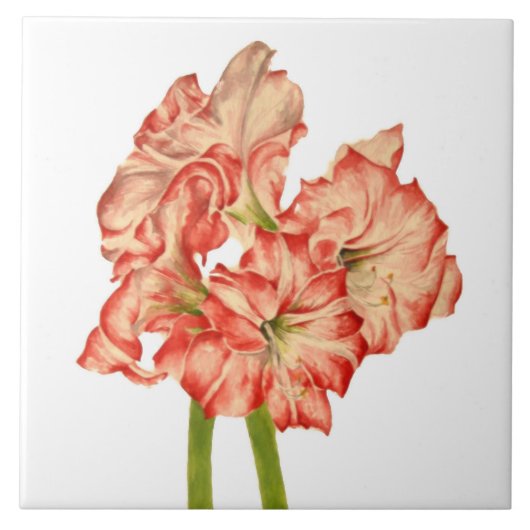 Candy Cane Lilies auf der Keramik Tile Fliese (Vorderseite)