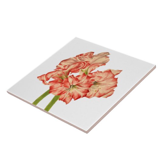Candy Cane Lilies auf der Keramik Tile Fliese (Seite)