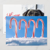 Candy Canes Feiertagskarte (Vorne/Hinten)