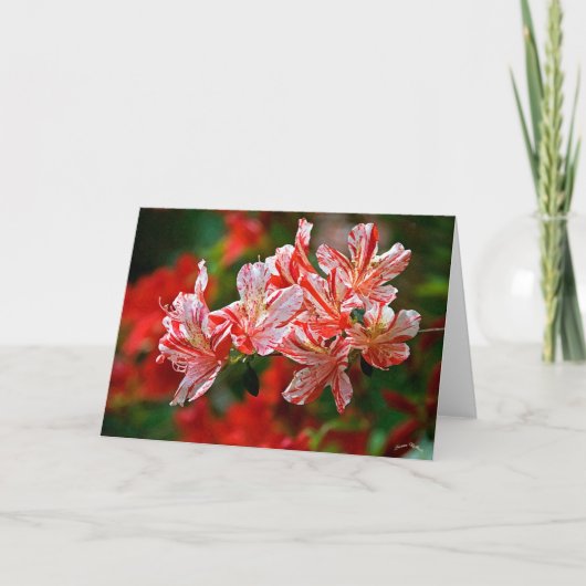 Candy Canes Feiertagskarte (Vorderseite)