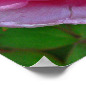 "CANDY PINK PEONY" (FOTOG) POSTER (Ecke)